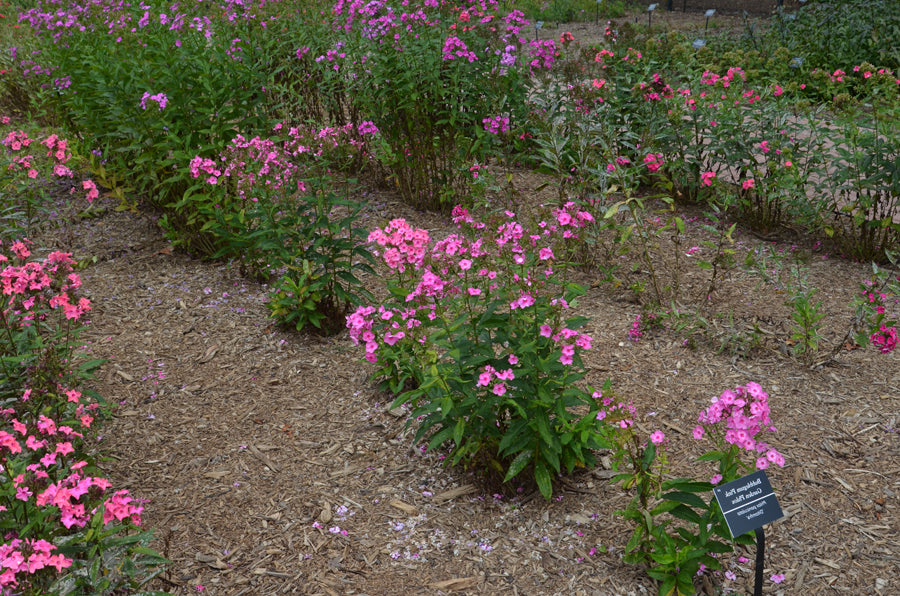 Phlox-Bubblegum Pink - G1