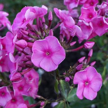 Phlox-Bubblegum Pink - G1