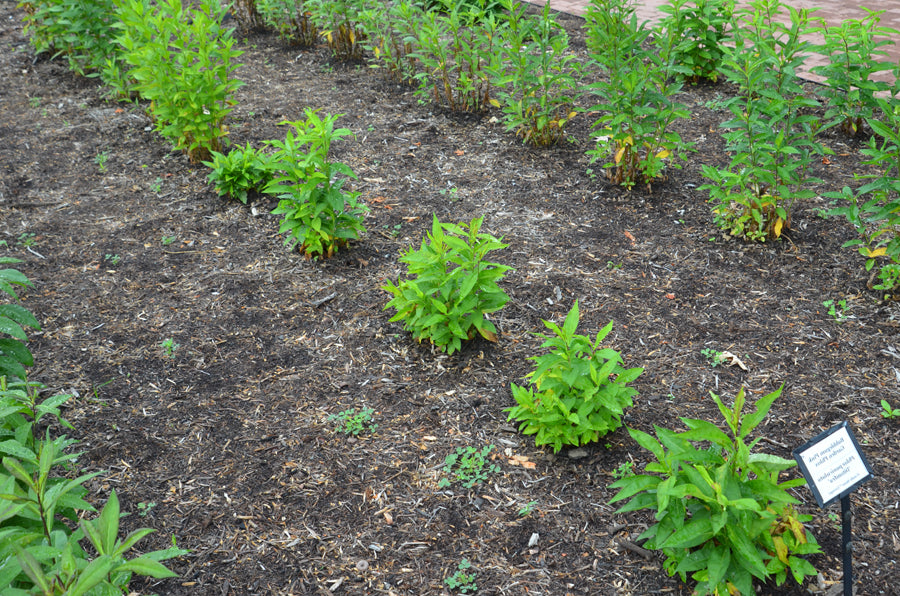 Phlox-Bubblegum Pink - G1