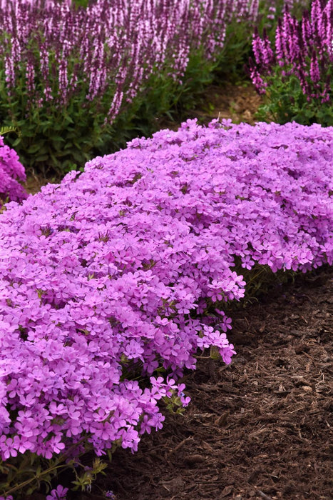 Phlox-Candy Cloud Pink - G1