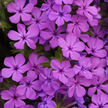 Phlox-Candy Cloud Pink - G1
