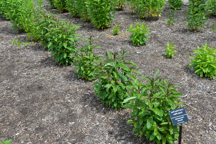 Phlox-Coral Creme Drop - G1