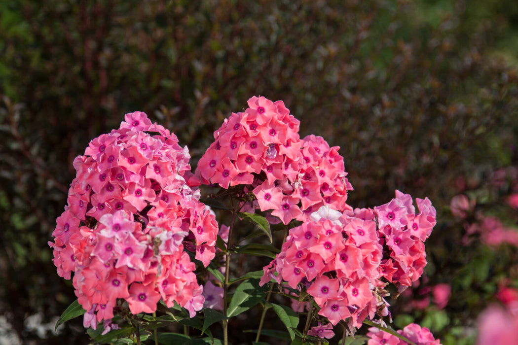 Phlox-Coral Creme Drop - G1