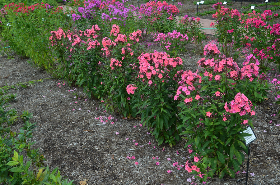 Phlox-Coral Creme Drop - G1