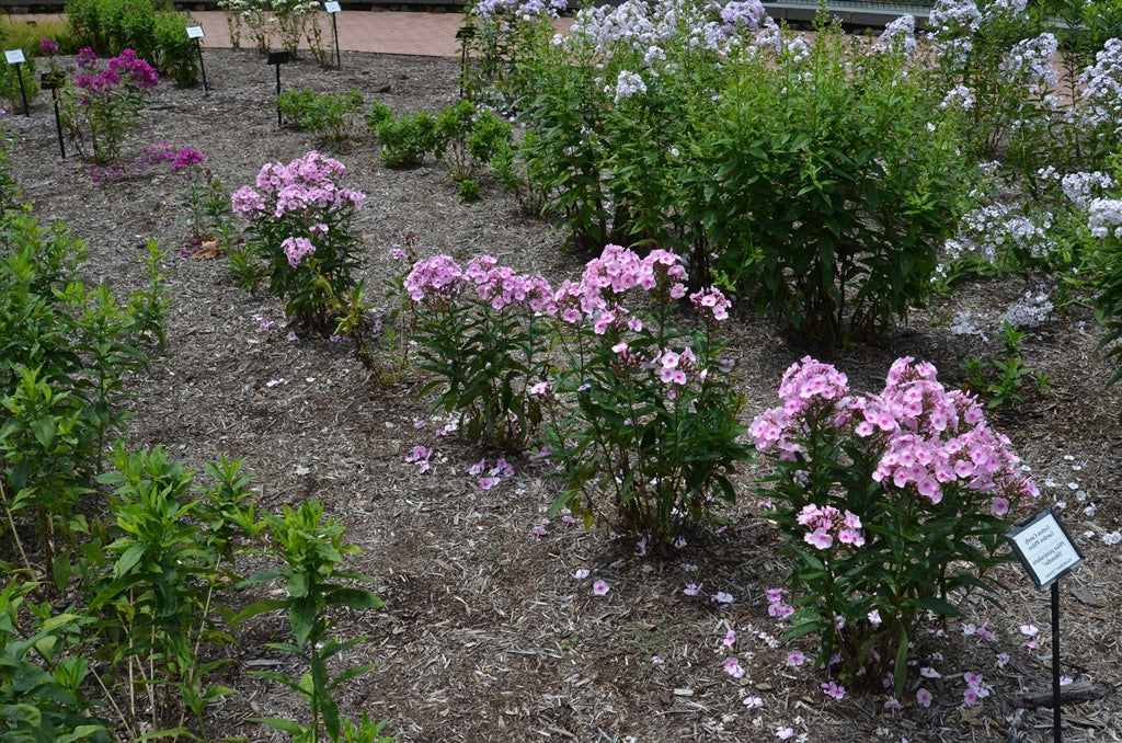 Phlox-Cotton Candy - G1