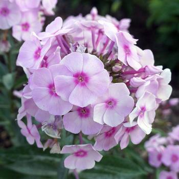 Phlox-Cotton Candy - G1