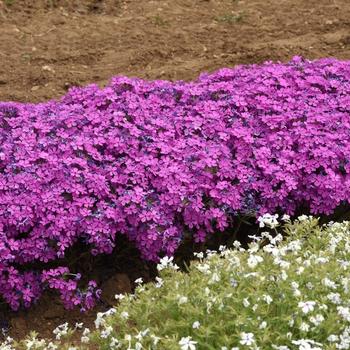 Phlox-Candy Cloud Dk Pink - G1