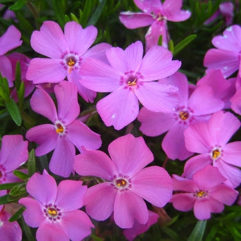 Phlox-Emerald Pink - 4.5"