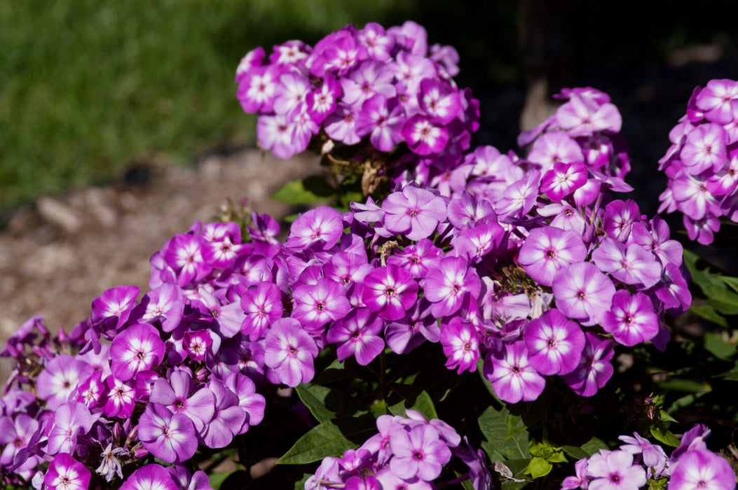 Phlox-Grape Lollipop - G1