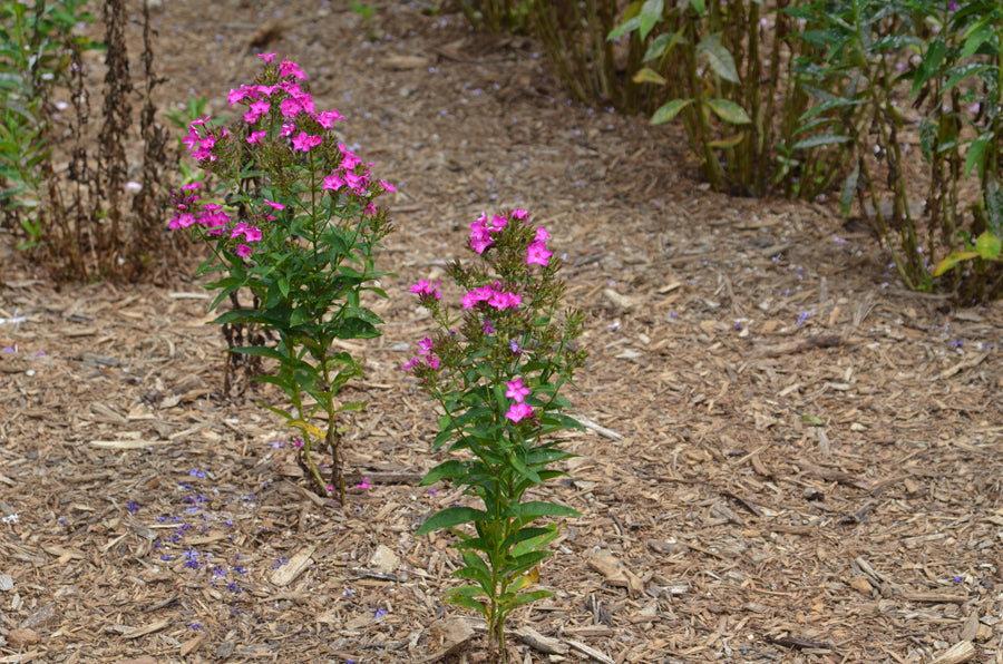 Phlox-Grape Lollipop - G1