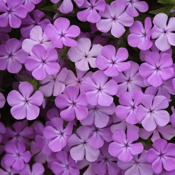 Phlox-Candy Cloud Lavender - G1