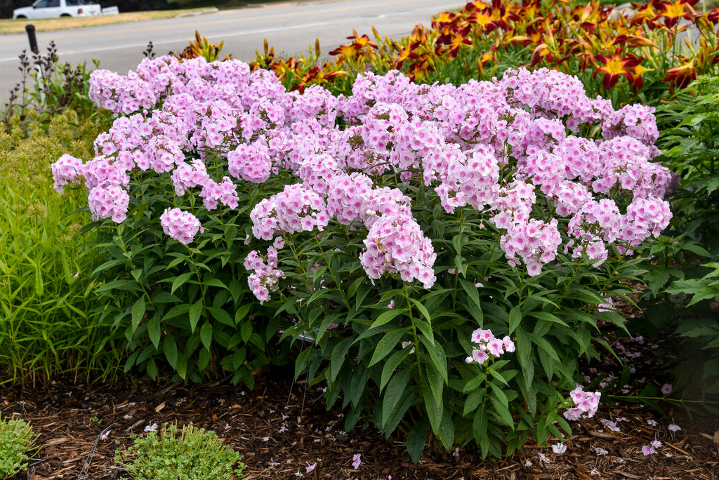 Phlox-Opalescence - G1