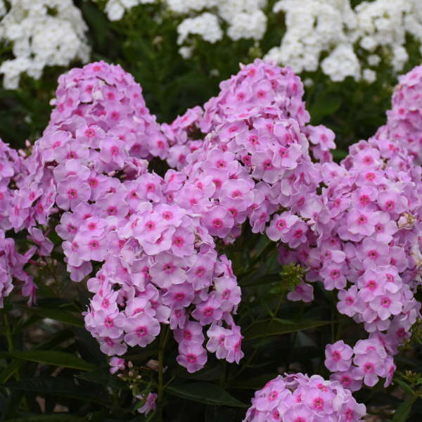 Phlox-Opalescence - G1