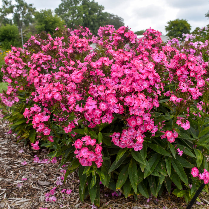 Phlox-Pink Lightning - G1