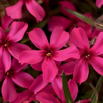Phlox-Scarlet Flame - 4.5"