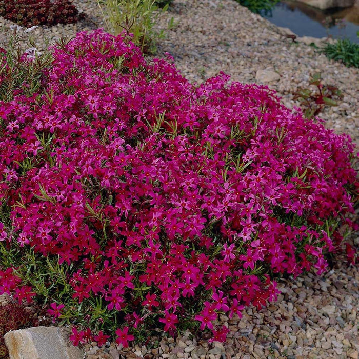 Phlox-Scarlet Flame - 4.5"