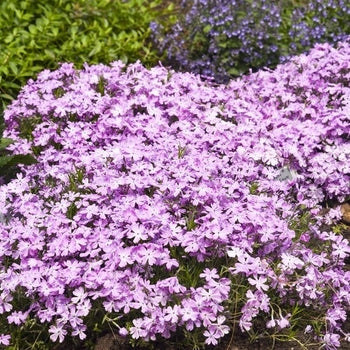 Phlox-Pink Sparkles - G1