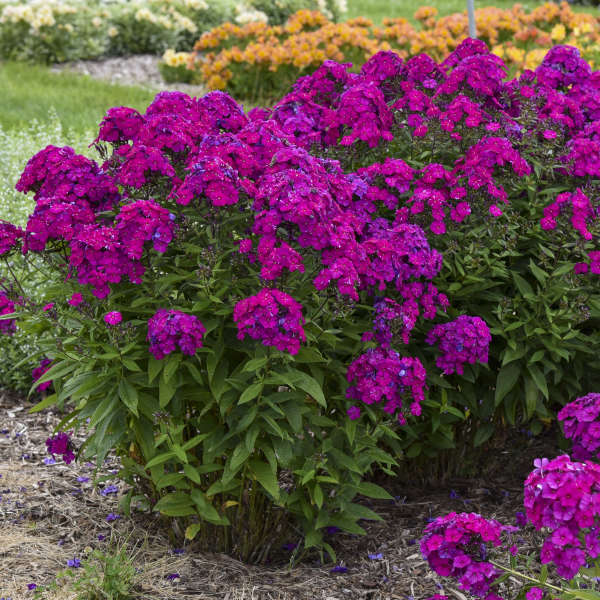 Phlox-Ultraviolet - G1