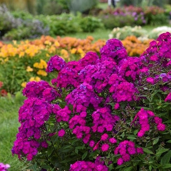 Phlox-Ultraviolet - G1