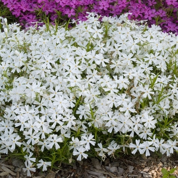 Phlox-White Delight - G1