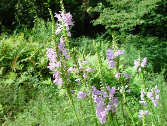 Physostegia virginiana - G1
