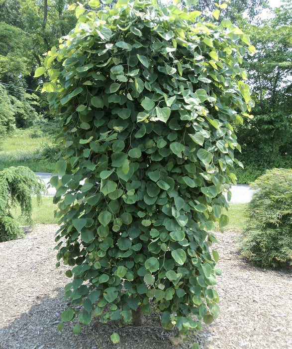 Redbud-Heartbreak - G7