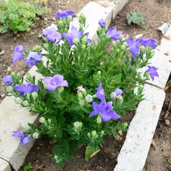 Platycodon-Senti. Blue - G1
