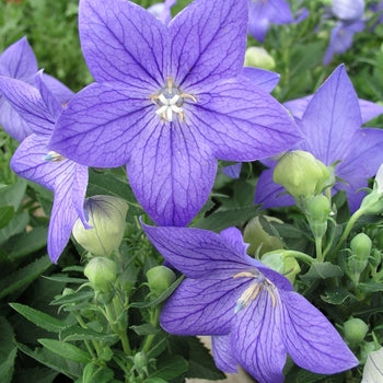 Platycodon-Senti. Blue - G1