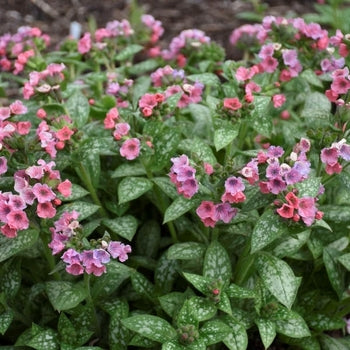 Pulmonaria-Pretty in Pink - G1