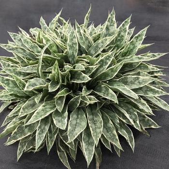 Pulmonaria-Raspberry Frost - G1