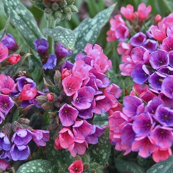 Pulmonaria-Rasp. Splash - G1