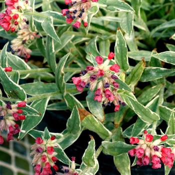 Pulmonaria-Raspberry Frost - G1