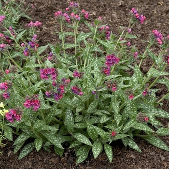 Pulmonaria-Rasp. Splash - G1