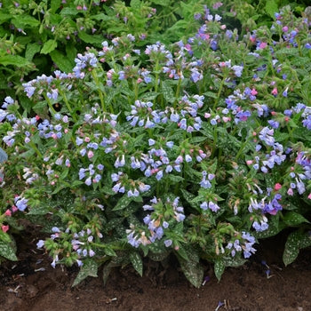 Pulmonaria-Twinkle Toes - G1
