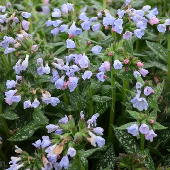 Pulmonaria-Twinkle Toes - G1