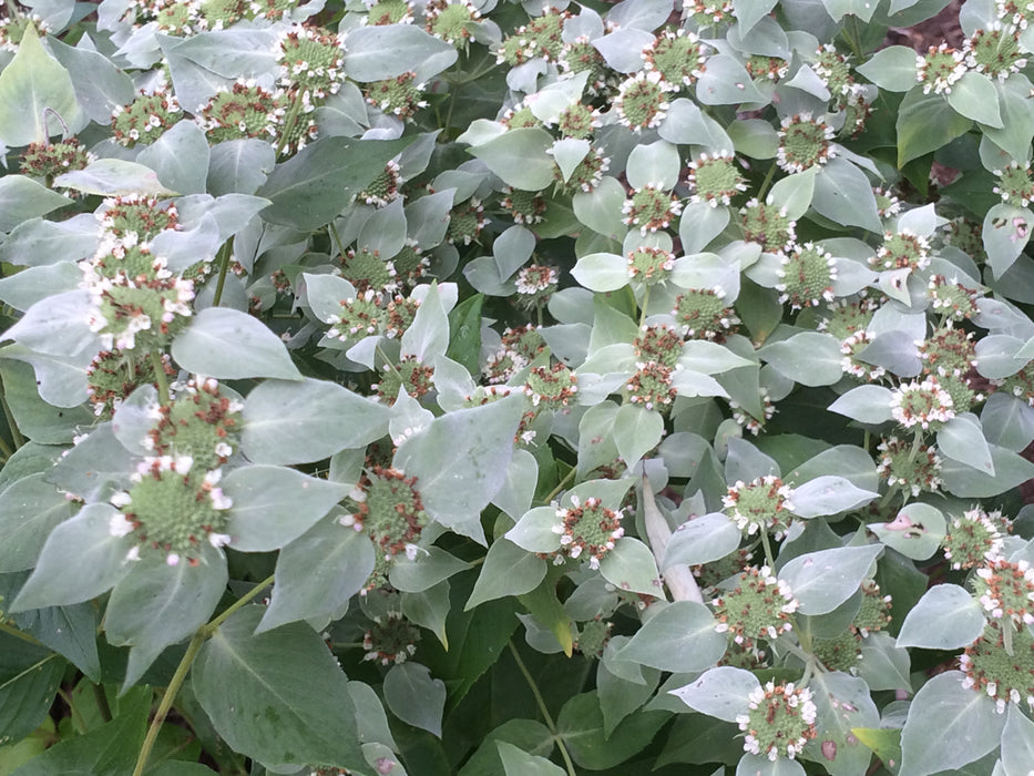 Pycnanthemum-Mountainmint - G1