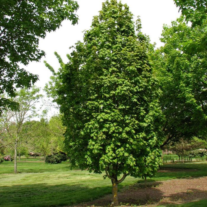 Maple-Apollo Sugar - 2"