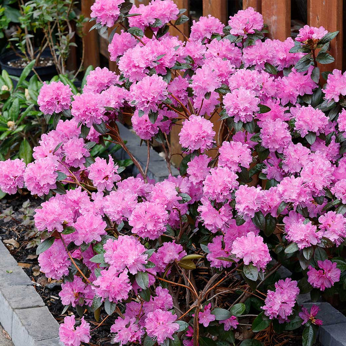 PJM Elite Rhododendron 3 Gallon