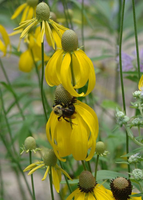 Ratibida-Gray Headed Cone. - G1
