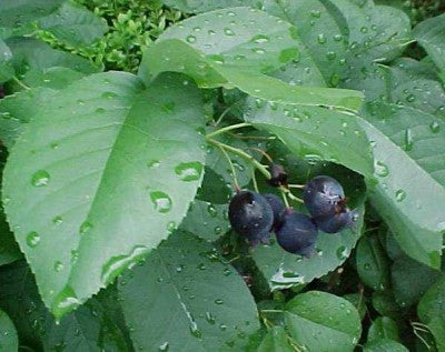 Serviceberry-Regent - G5