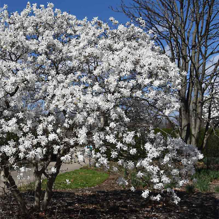 Magnolia-Royal Star - G7