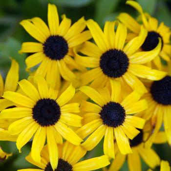 Rudbeckia-American Gold - G1