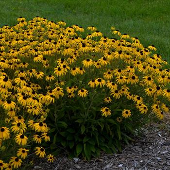 Rudbeckia-American Gold - G1