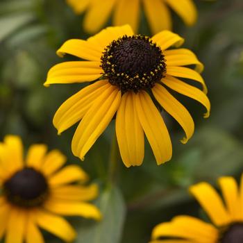 Rudbeckia-Goldblitz - G1