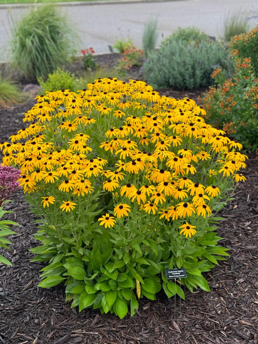 Rudbeckia-Goldblitz - G1