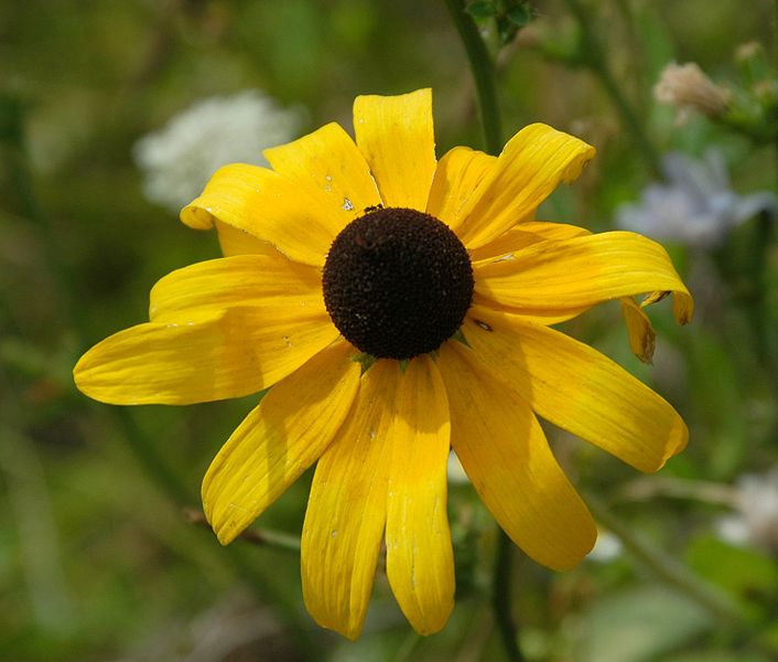 Rudbeckia-Black Eyed Susan - G1