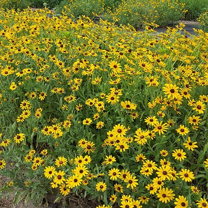 Rudbeckia-Black Eyed Susan - G1