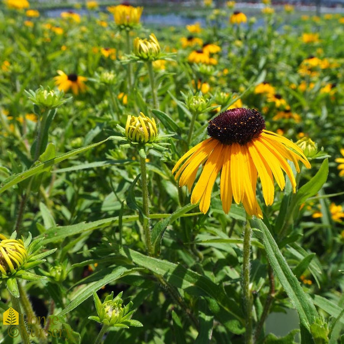 Rudbeckia-Little Suzy - G1