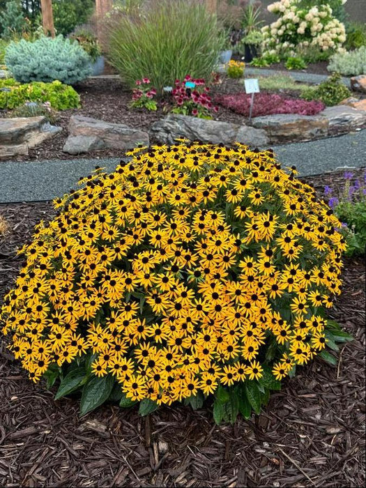 Rudbeckia-Little Suzy - G1