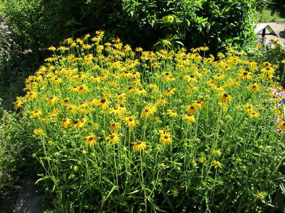 Rudbeckia-Showy Black Eyed - G1